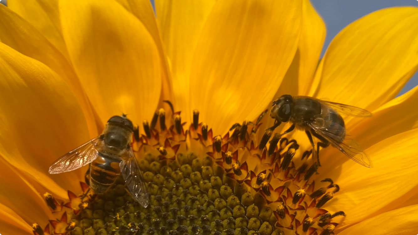 Bijen op Zonnebloem